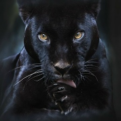 Аватар квестера